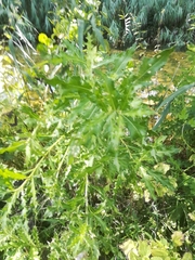 Cirsium arvense