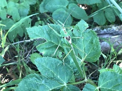 Tettigonia viridissima