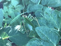 Tettigonia viridissima