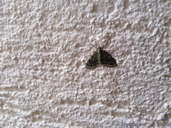 Acasis viretata