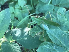 Tettigonia viridissima