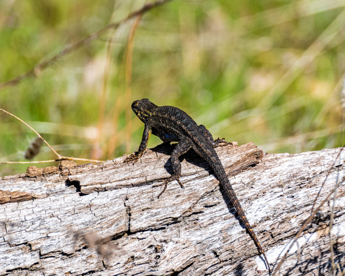 iNaturalist observation photo of Western Fence Lizard