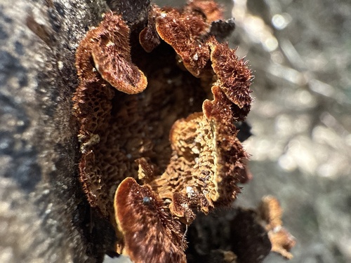 Cyclomyces setiporus observed 2025-04-15