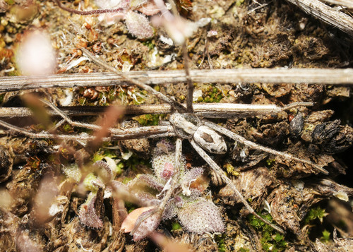 Attractive Running Crab Spider, Helen McCabe SP, Kittitas County, WA, USA, photo 9 of 10
