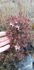 Epacris alpina