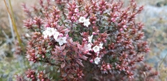 Epacris alpina
