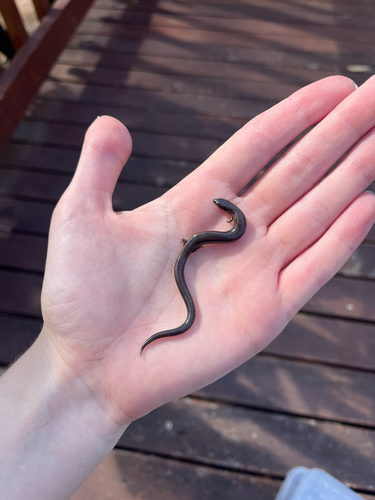 Southwestern Earless Skink, Hemiergis initialis