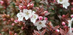 Epacris alpina