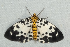 Abraxas intervacuata