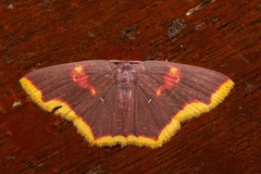 Chrysocraspeda pagon