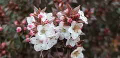 Epacris alpina