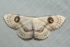 Problepsis borneamagna