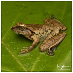 Knuckles Shrub Frog photo 2