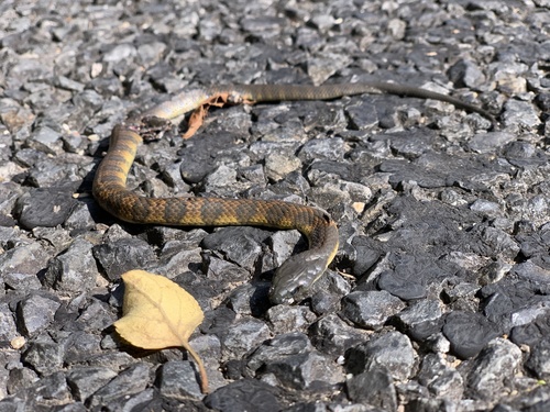 Tiger Snake sighting
