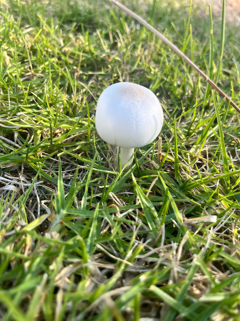 Leucocoprinus leucothites · April 2025 · photo: © sporeseeker (iNaturalist, cc0)