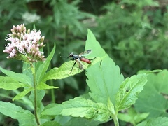 Cylindromyia bicolor