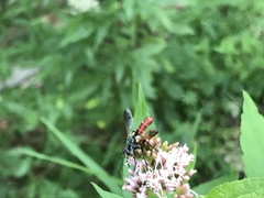 Cylindromyia bicolor