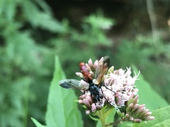 Cylindromyia bicolor