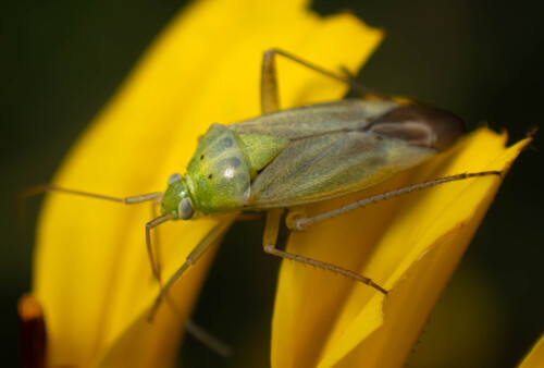 Potato Mirid