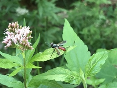 Cylindromyia bicolor