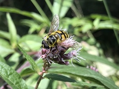 Myathropa florea