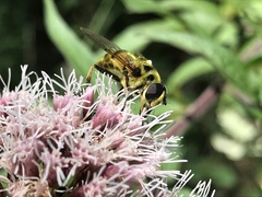 Myathropa florea