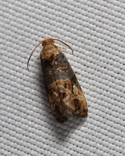 Grape Berry Moth photo 2