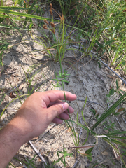Fimbristylis caroliniana