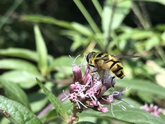 Myathropa florea