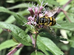 Myathropa florea