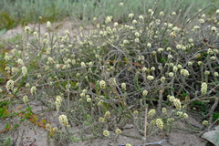 Ifloga repens