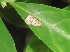 Phaecasiophora leechi