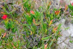 Lampranthus fergusoniae