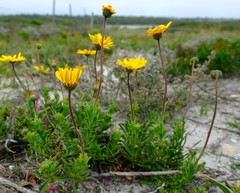 Osteospermum scariosum