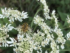 Myathropa florea