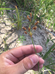 Fimbristylis caroliniana