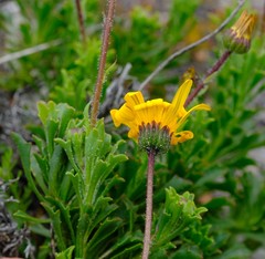 Osteospermum scariosum