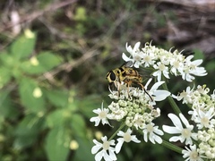 Myathropa florea