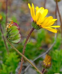 Osteospermum scariosum