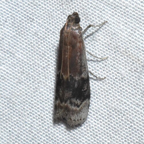 American Plum Borer Moth photo 4