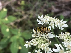 Myathropa florea