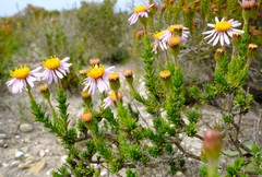 Felicia canaliculata