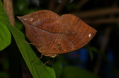 Kallima horsfieldii