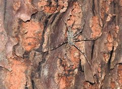 Hersilia albomaculata