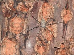 Hersilia albomaculata