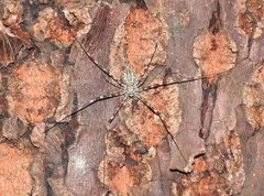 Hersilia albomaculata