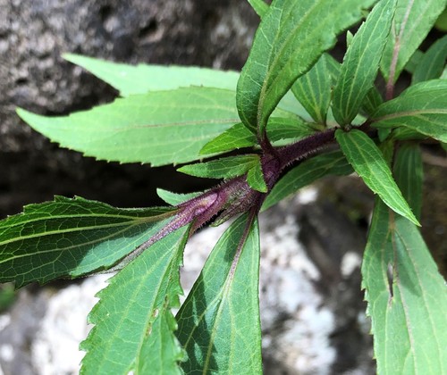Ageratina riparia