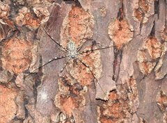 Hersilia albomaculata