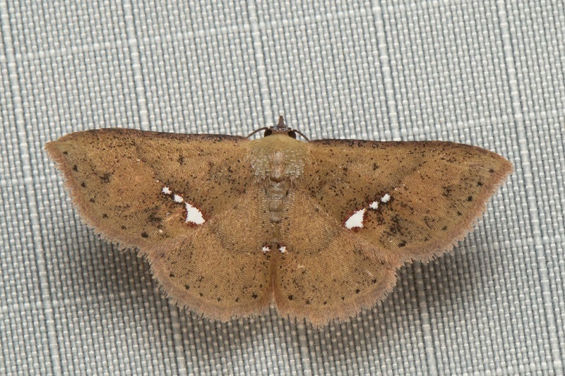 Corgatha albilunata