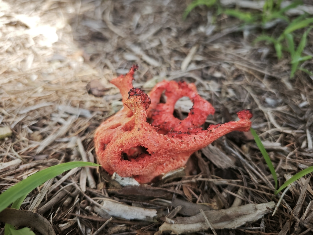 Clathrus ruber · April 2025 · photo: © azureseedling (iNaturalist, cc-by)